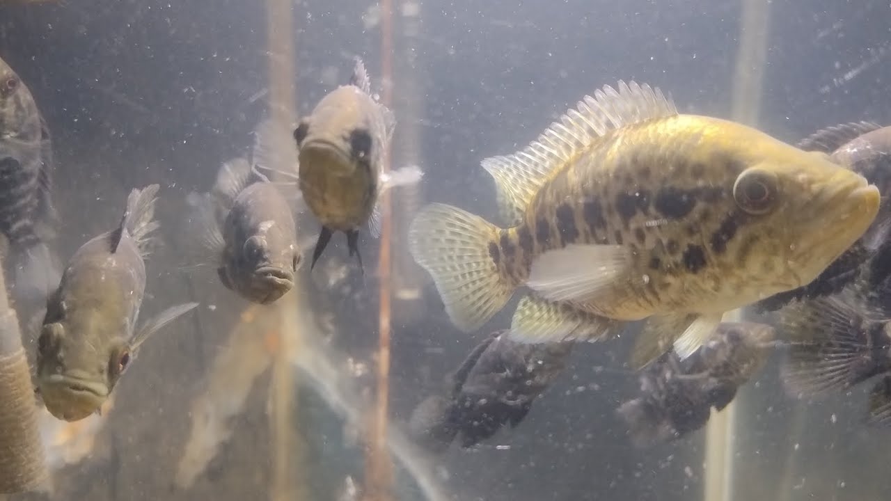 PESQUEIRO 1000TÃO E PESQUEIRO BLACK BASS (bora atrás das brutas) 