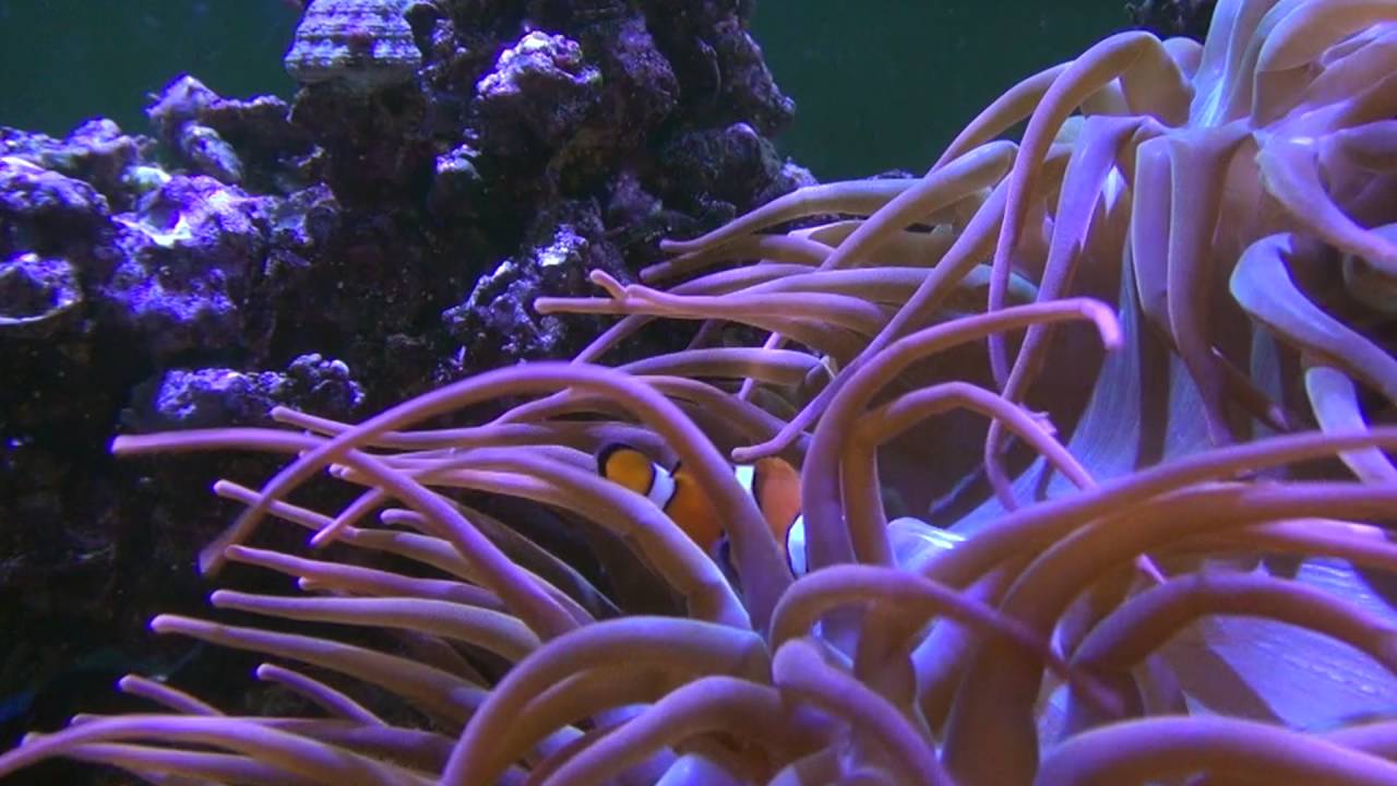 Tranquil Fish