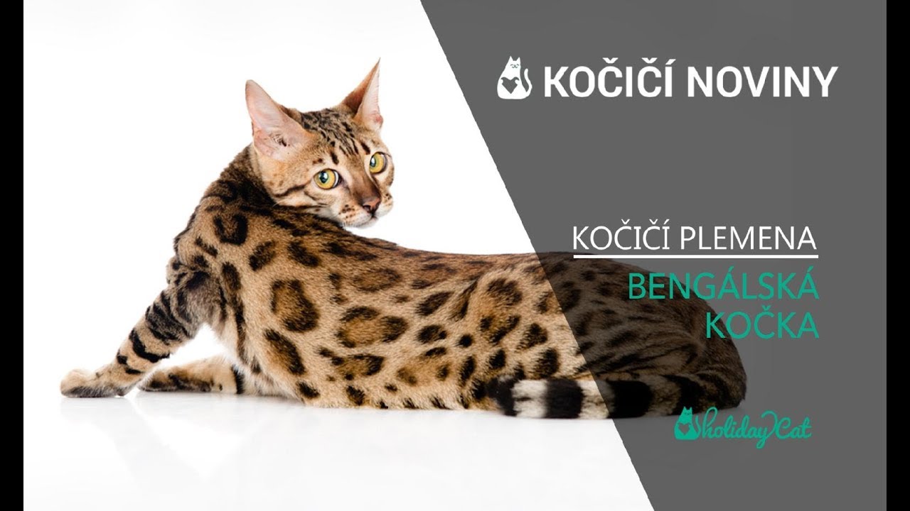 Plemena koček: BENGÁLSKÁ KOČKA (reportáž)