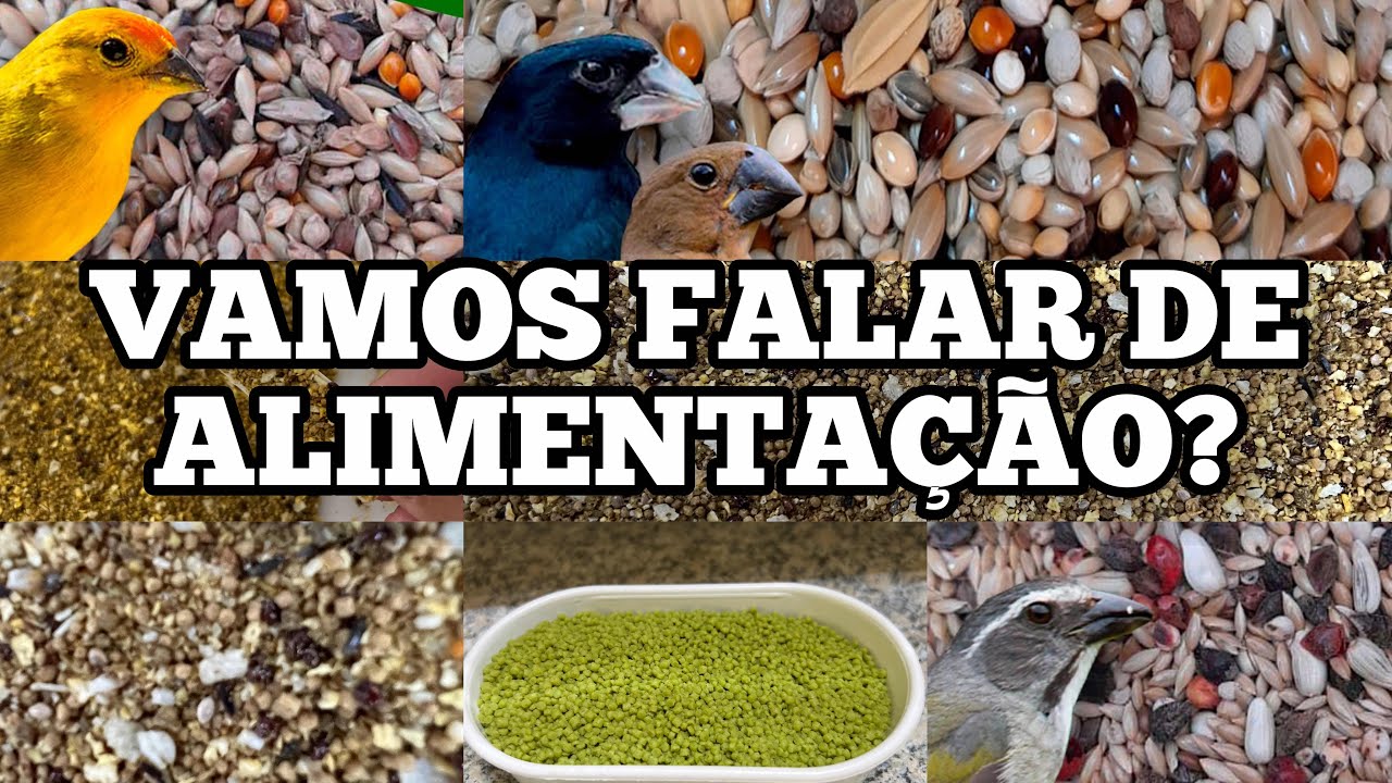 Qual a Melhor Ração Extrusada para Pássaros? Qual a Melhor Farinhada para Pássaros? Como escolher?