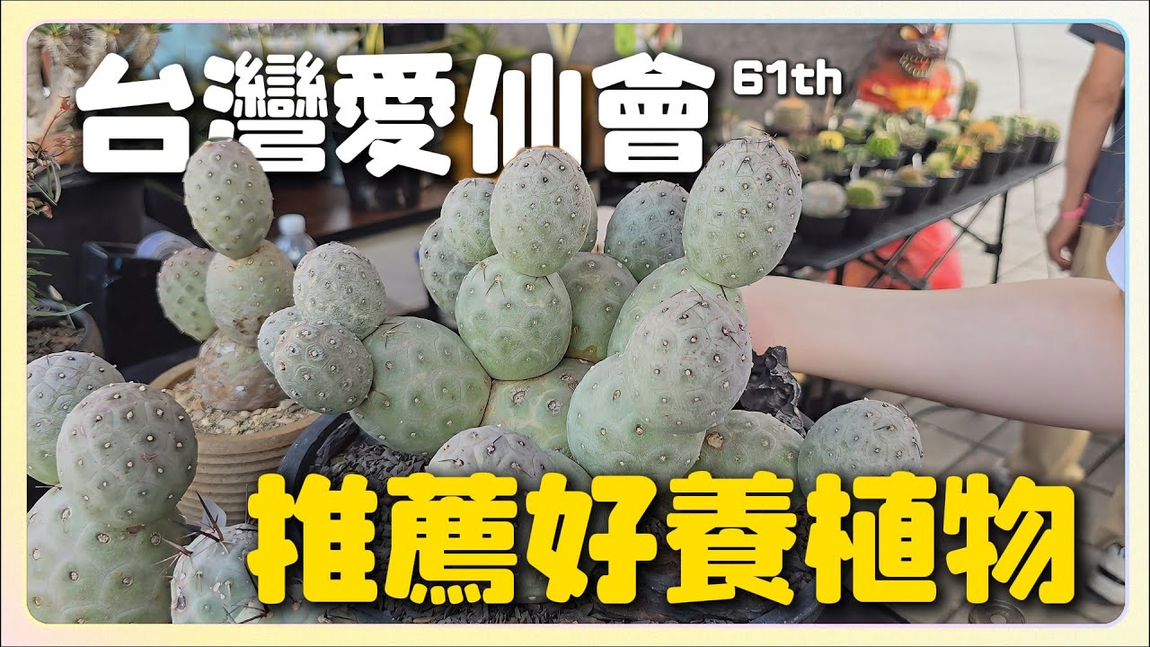 V肉格 EP.33｜推薦新手好入門的植物｜高雄才有的仙人掌多肉市集｜第61屆台灣愛仙會｜A&Y's Succulent Vlog