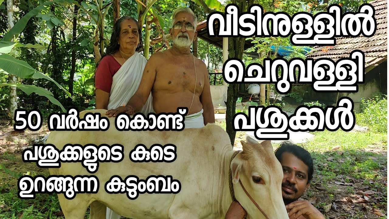 ഇതാണ് യഥാർത്ഥ ജീവിതം ചെറുവള്ളി പശുക്കളുമായി 50 വർഷം cow farming malayalam
