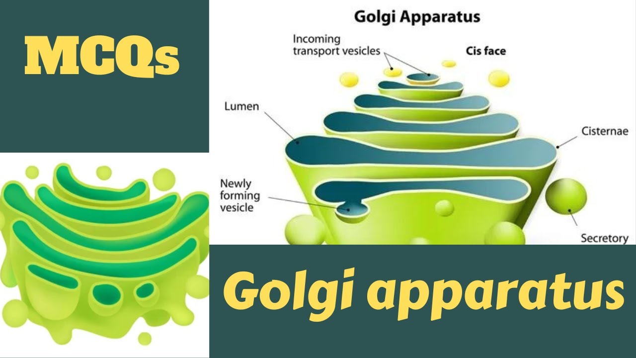 Golgi Apparatus Questions || Golgi Complex MCQs || Golgi body Quiz || Cell Organelles MCQs || Cell