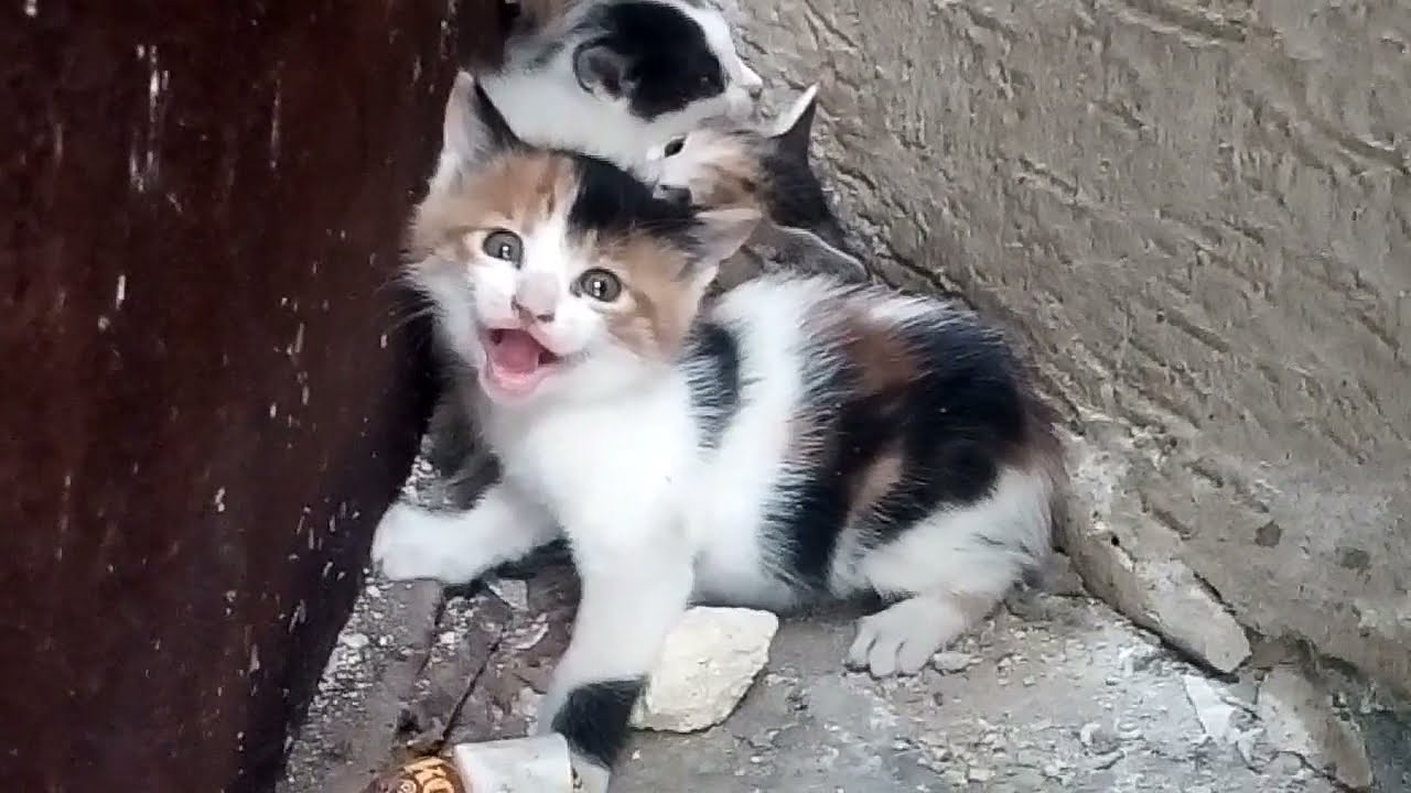 Четыре котенка прячутся здесь, мать-кошка ищет безопасное место