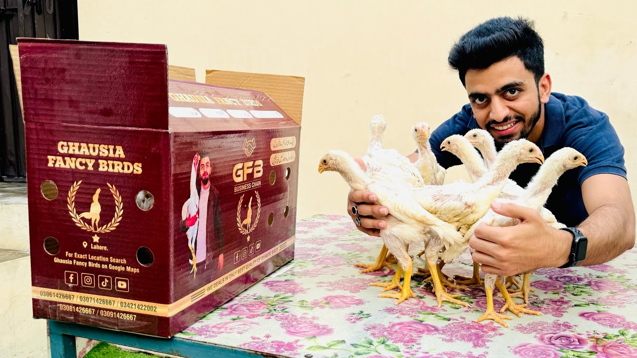 15 German 🇩🇪 OH Shamoo Chick’s 🐥 🐥 Going to a New Beginner in Sialkot