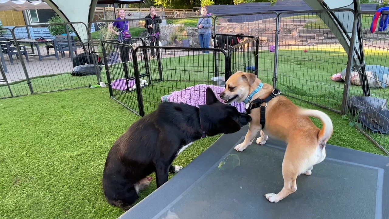 Lollipop and Bertie