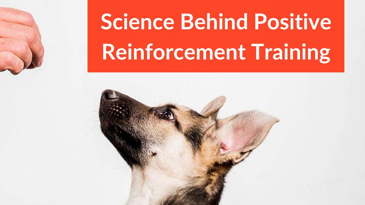Science Behind Positive Reinforcement Dog Training