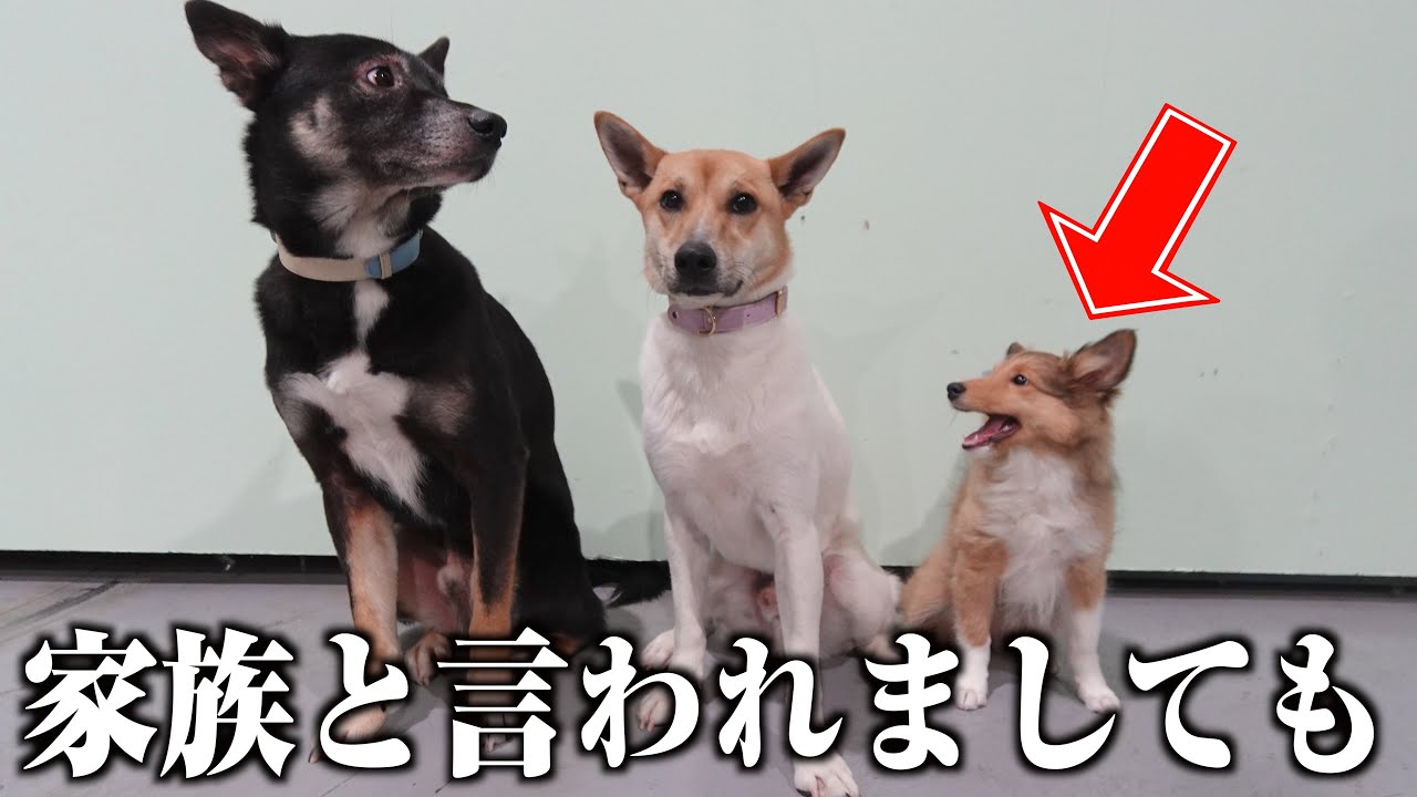 血統書付きの新入りを、先住の元保護犬たちは受け入れてくれるのか？