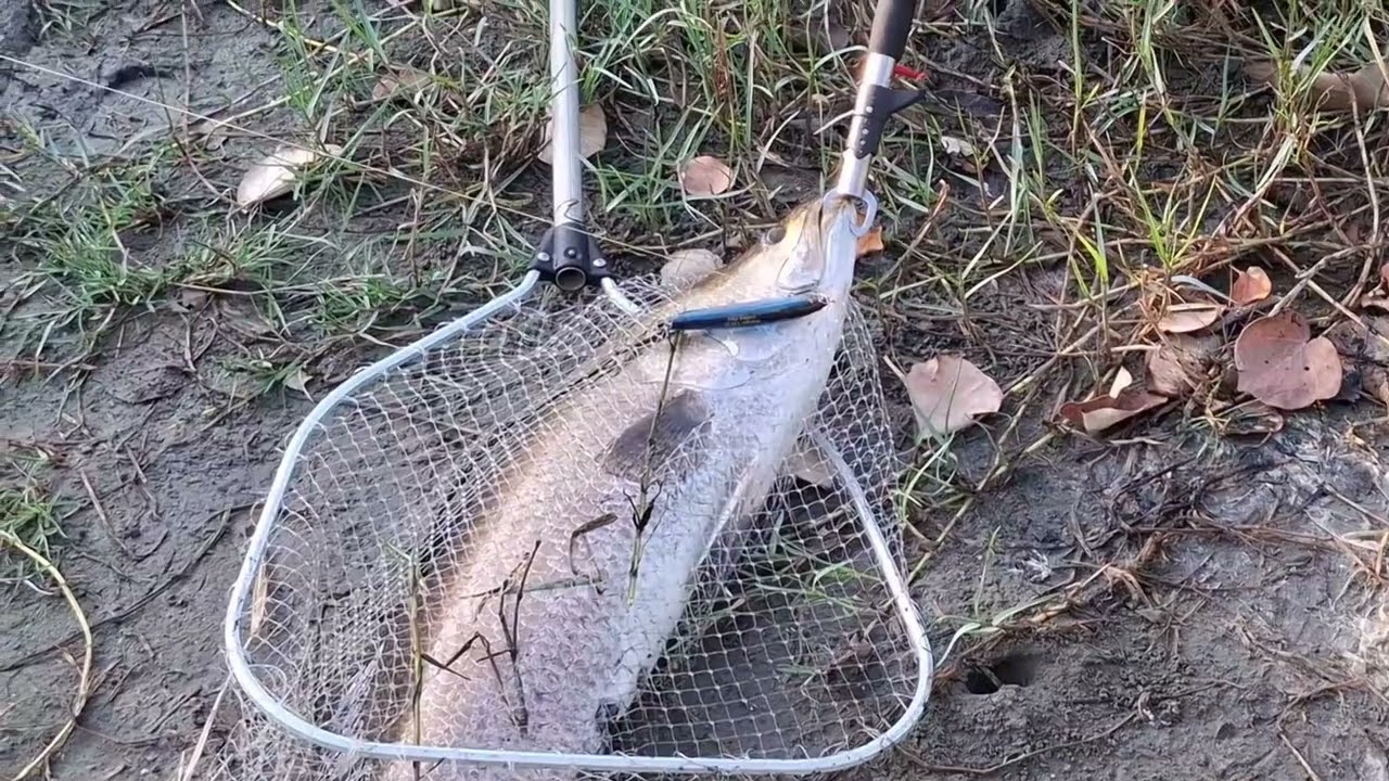 方舒說跑了米金目鱸鱸魚之後