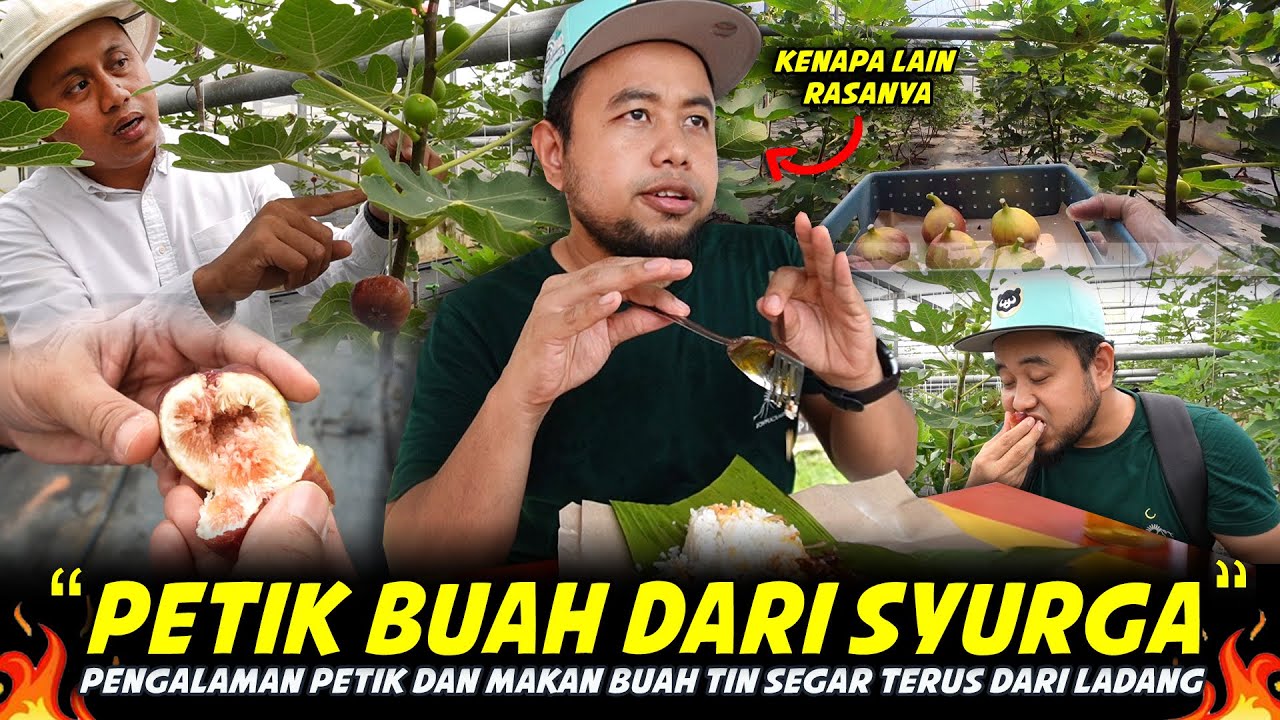 SEUMUR HIDUP BELUM TENTU DAPAT RASA...Masuk Ladang Orang Petik Dan Makan Buah Tin Segar Di BENEFIGS