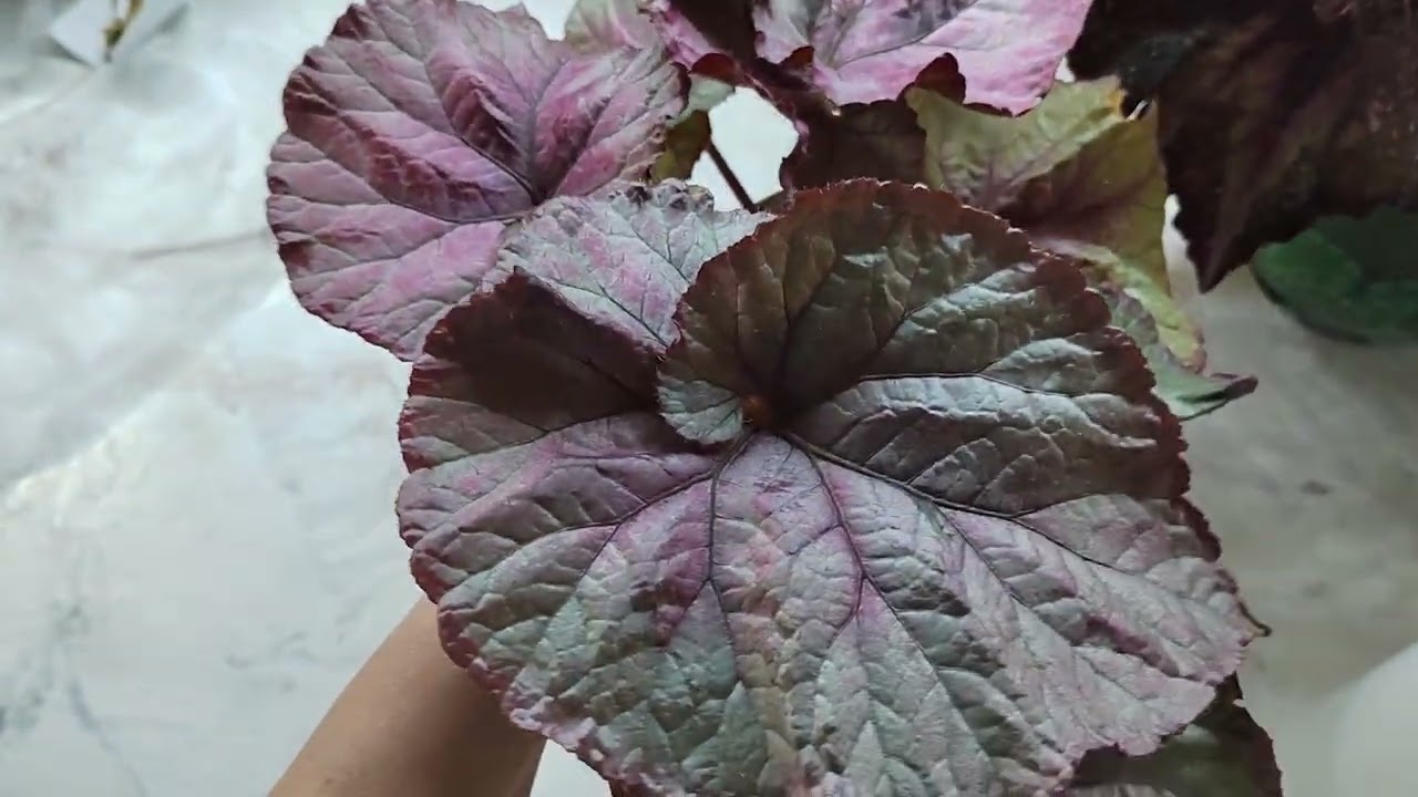 Семена бегоний🌿