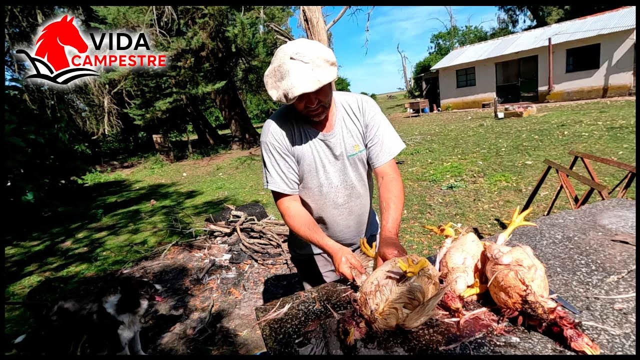 TENEMOS UNA MAQUINA TRABAJANDO EN LA CARNEADA DE LOS POLLOS