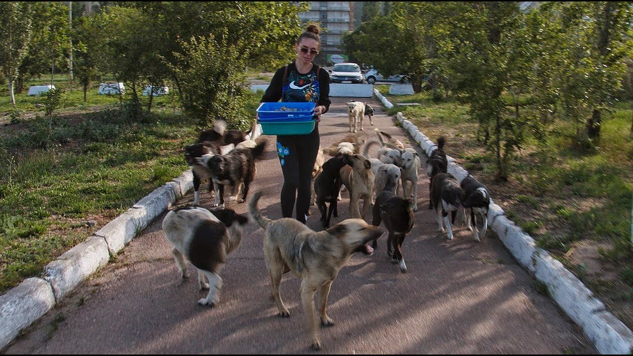 Giving Food and Water to Hungry Stray Dogs
