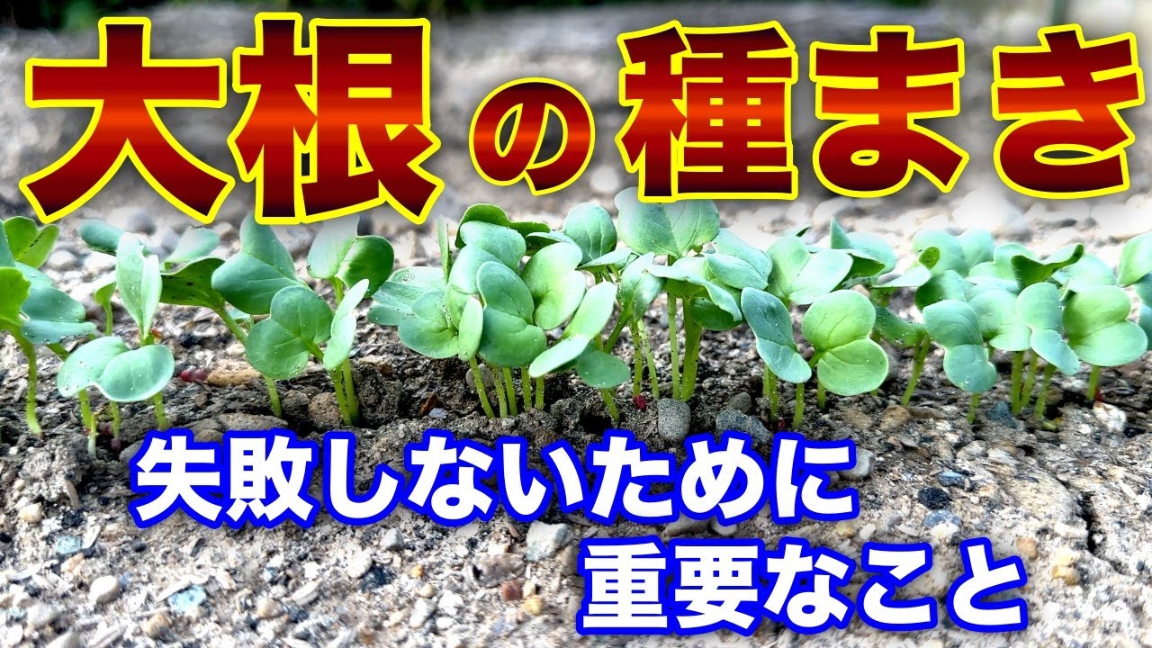 大根の種蒔き。注意点をまとめました。〜サラリーマンでも出来る家庭菜園シリーズ〜