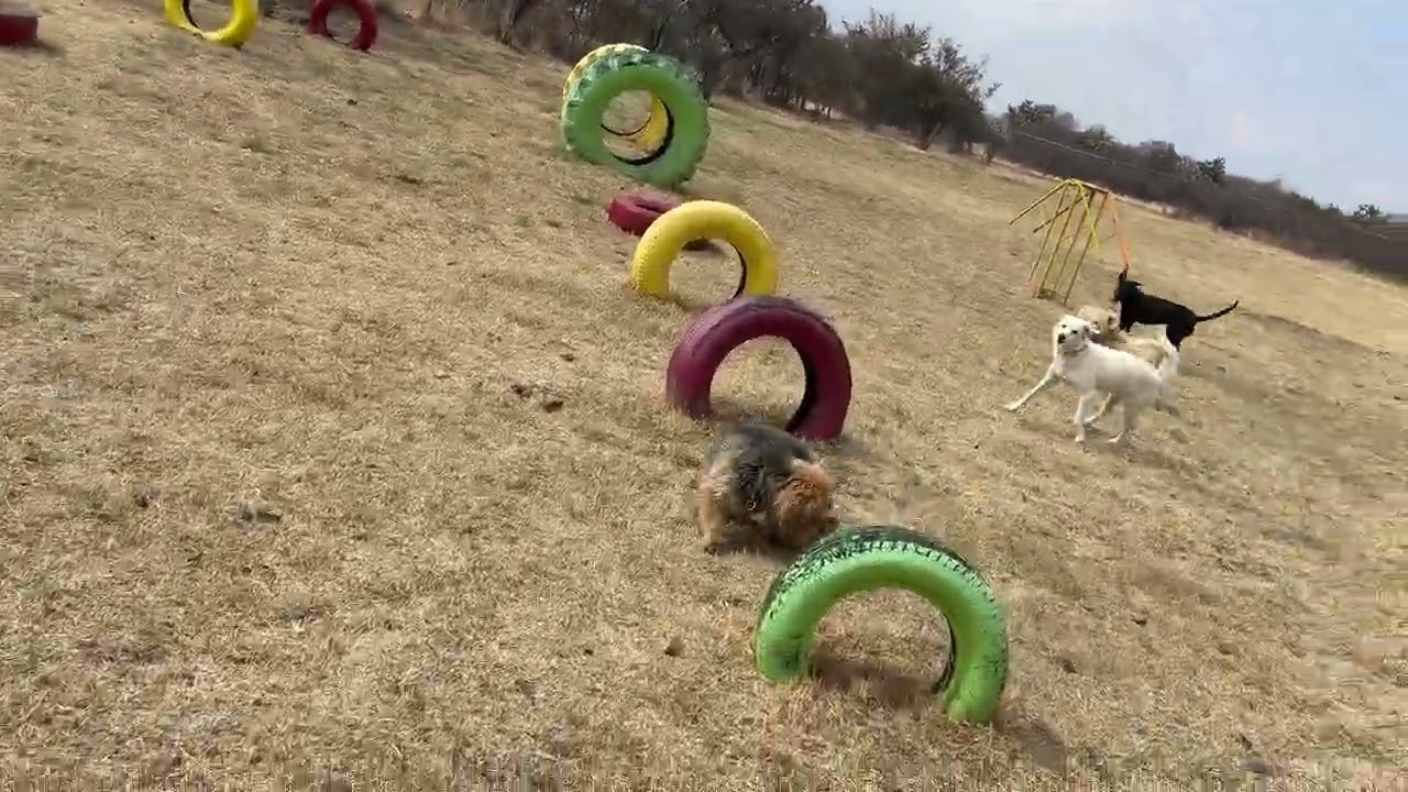 Juego de Pelota | DoggiCamp 
