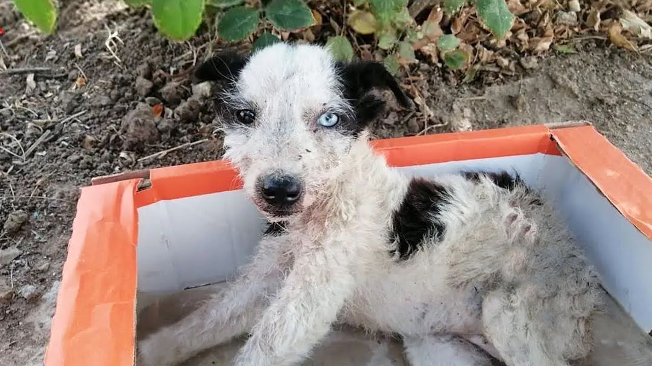 The cry of a helpless puppy in the box in the heat and the heartless owner