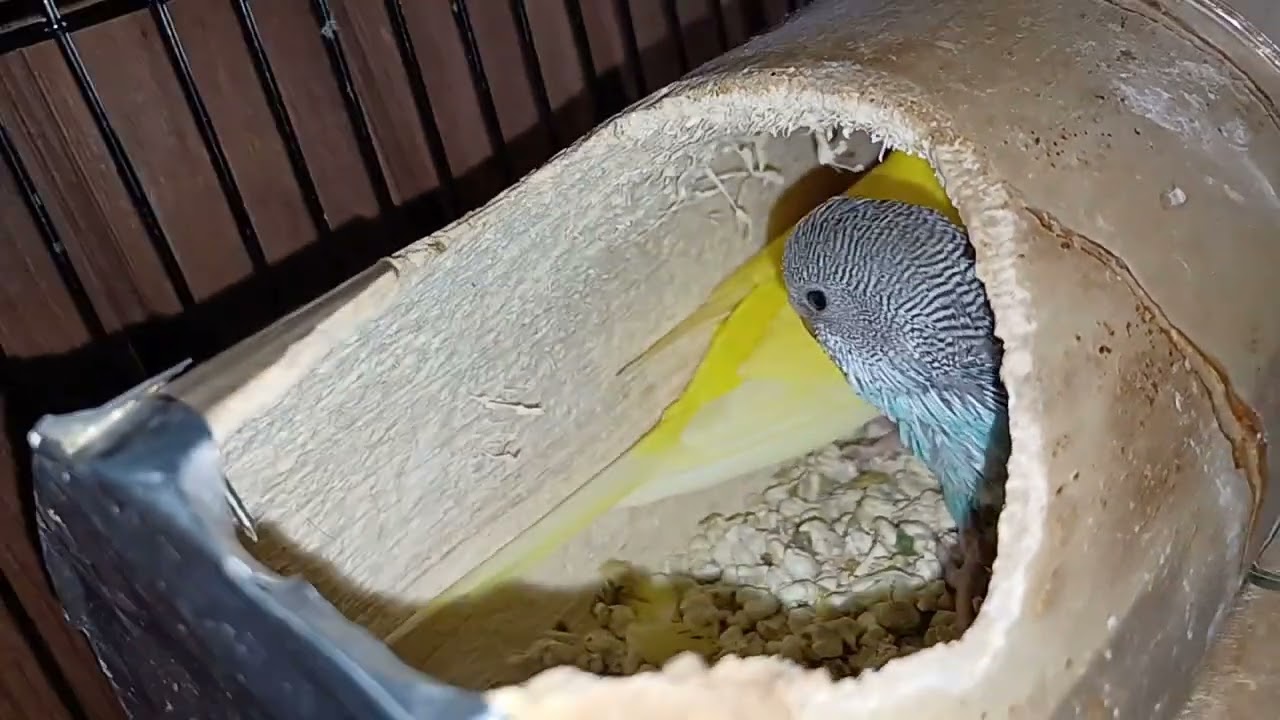 Nuevos Periquitos salen del nido #budgies #youtube #chicago