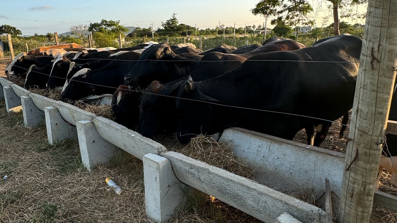 48 dias de confinamento sem volumoso e gado pronto pra abate … 