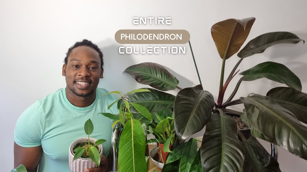 FULL Philodendron Collection! | Rare & Uncommon