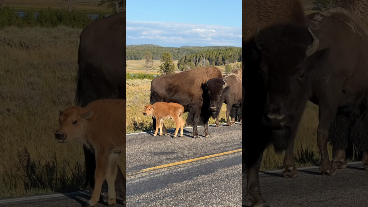 Baby Bison Jam #babybison #bison #bisonjam #babyanimals #naturelovers #naturebeauty #wildlife