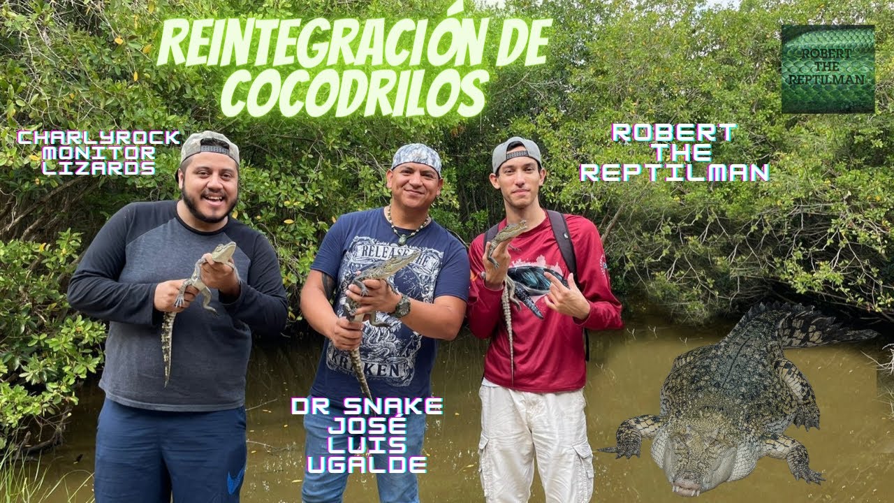 Reintegrando cocodrilos con Dr Snake Jose Luis Ugalde y Charlyrock Monitor Lizards 🐊​🐊​
