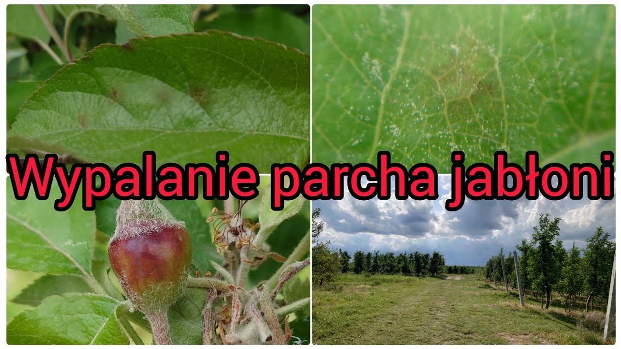 Z Sadu 22 Maj 2025 Wypalanie parcha jabłoni, Mszyce i owocówka #sadownictwo #sad #ogrodnictwo