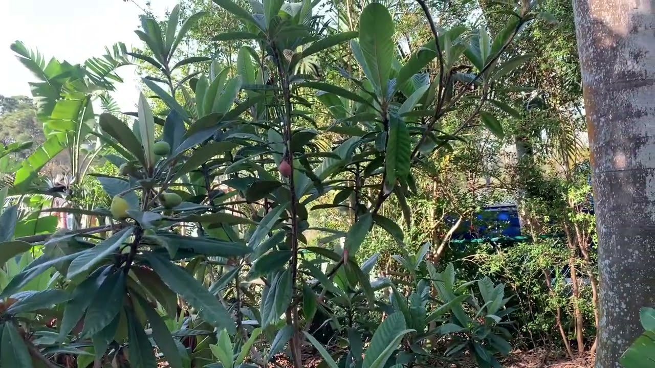 Dwarf Loquat Tree Christmas plus Ed’s Delight and Bradenton loquats
