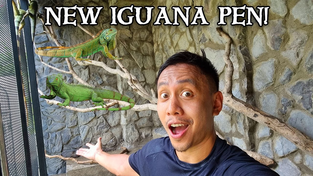 Our New Giant Outdoor Iguana Pen | Vlog #1632