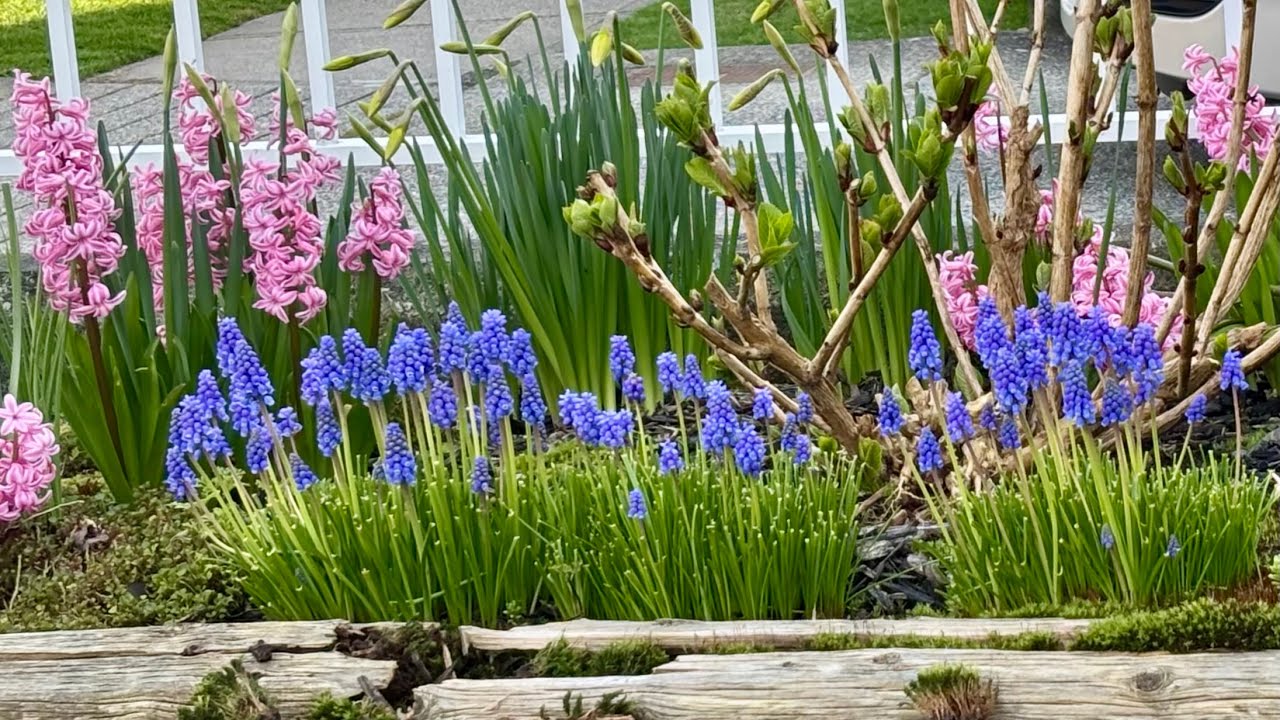 In Bloom. Grape Hyacinth (4K) - April 3, 2025