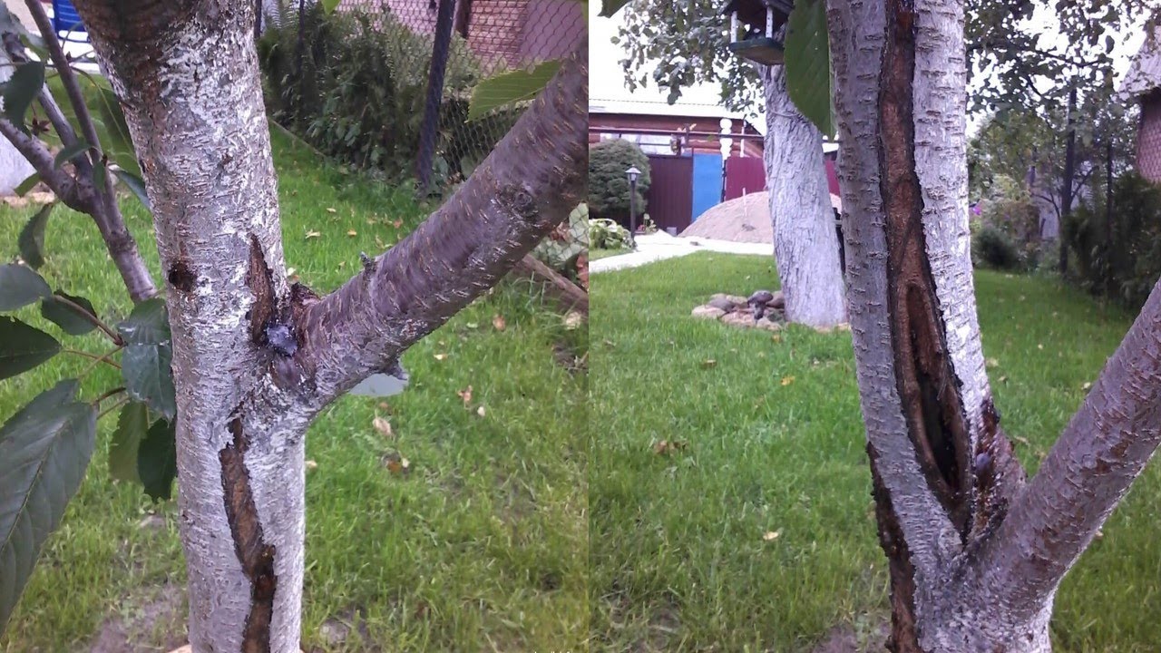 Почему трескается кора у черешни и других деревьев.