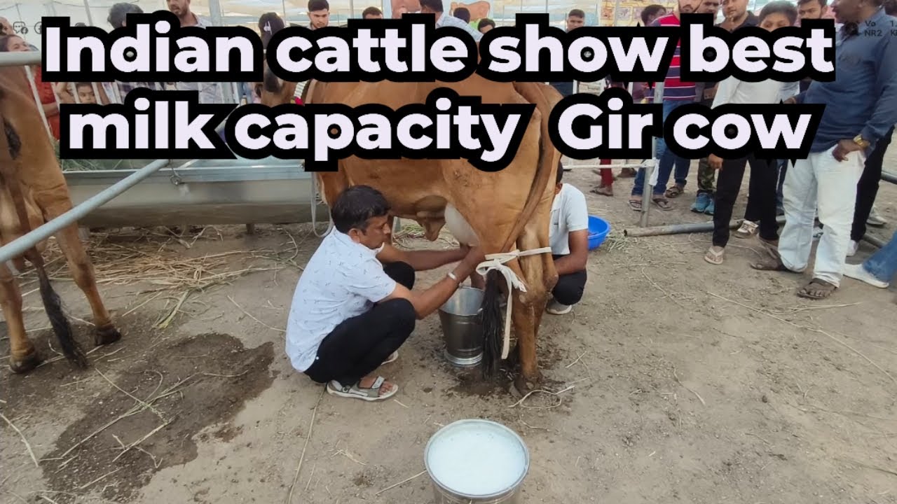 | Indian cattle show best milk capacity Gir cow | ICS बेस्ट मिल्क कैपेसिटी वाली गिर गाय |