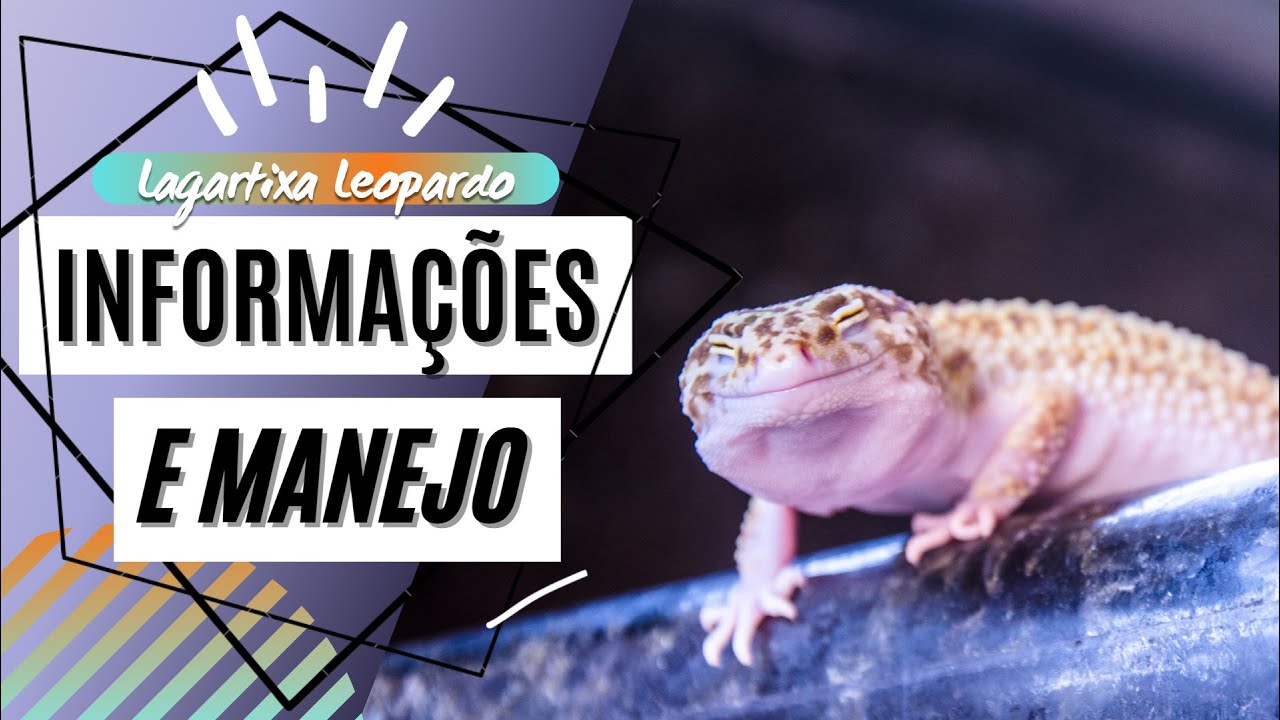 Lagartixa Leopardo - Informações e Manejo