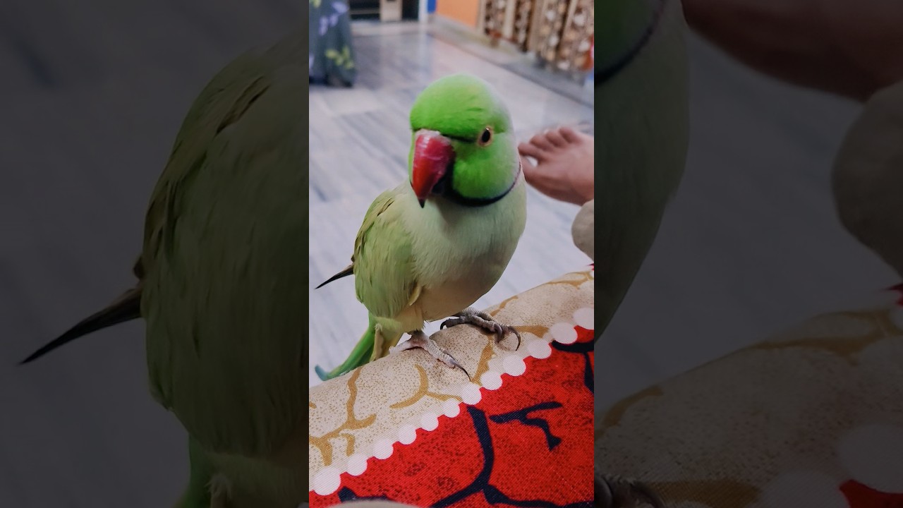 #greenparrot #talkingparrot #nonstoptalkingparrot #cuteparrot #parrotlover #birds #shorts .