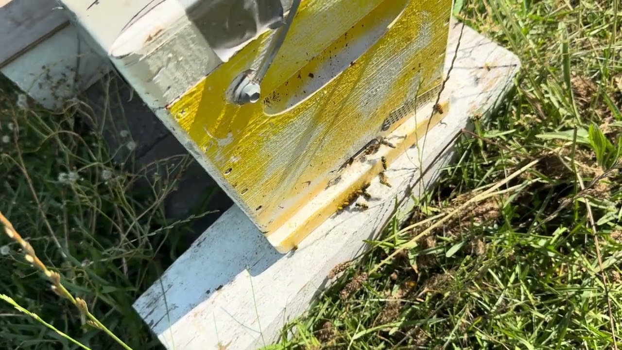 Outnumbered at the Door… Watching My Bees Lose This Fight 💔🐝 | Beekeeping