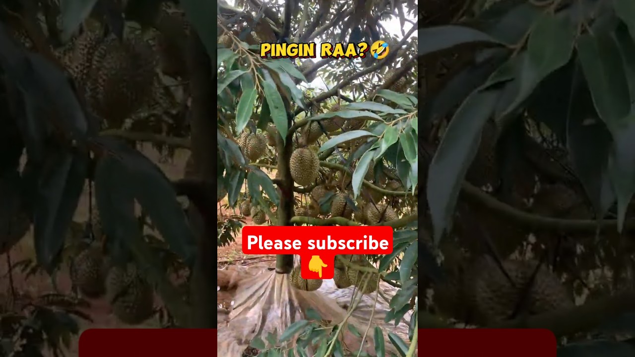 kebun durian musang king yang luar biasa