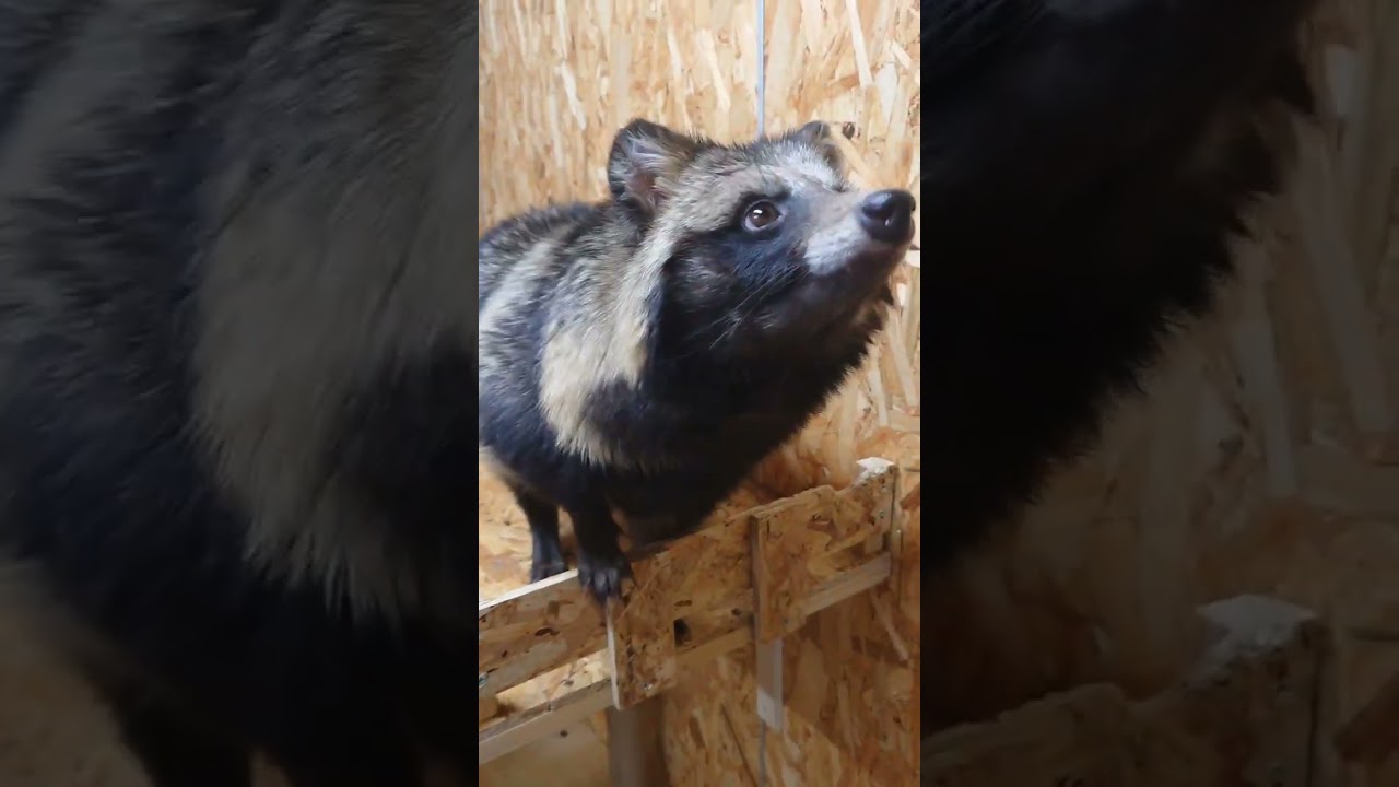 可愛いタヌキの鳴き声 cute raccoon dog sound