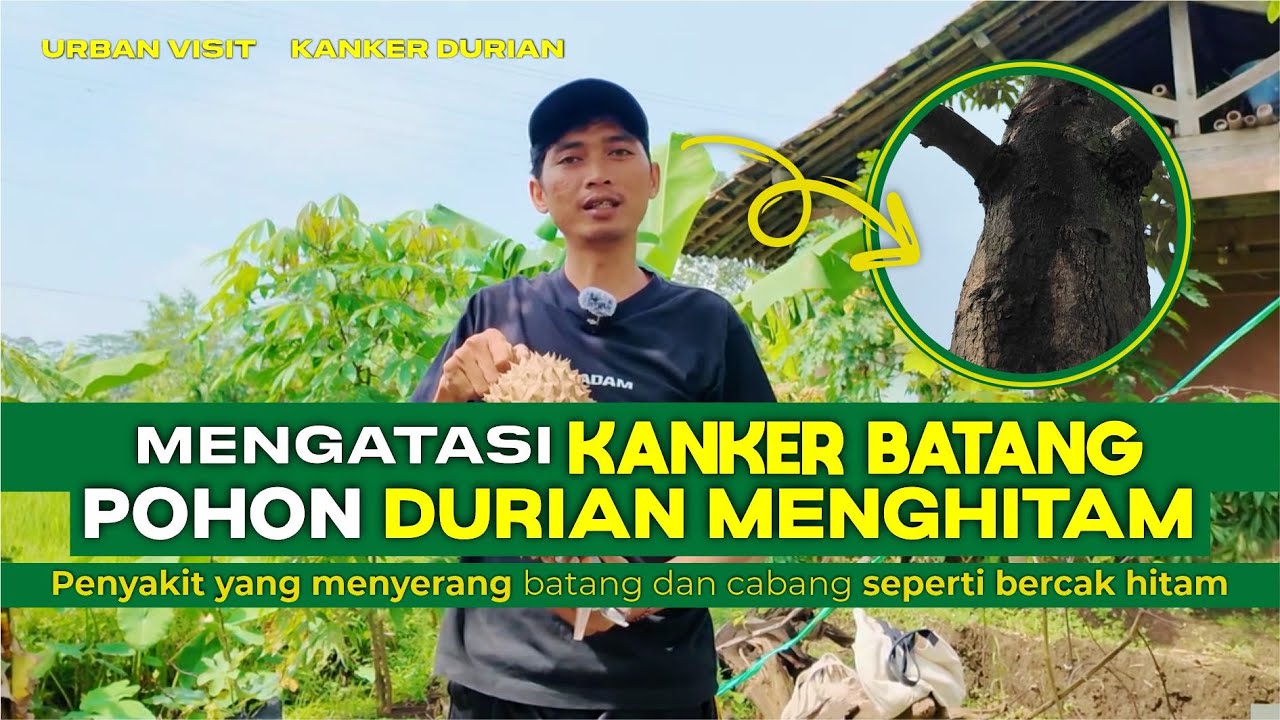 Cara Mengobati Penyakit Kanker Batang Pada Pohon Durian I Batang Pohon Durian Menghitam ?? #durian