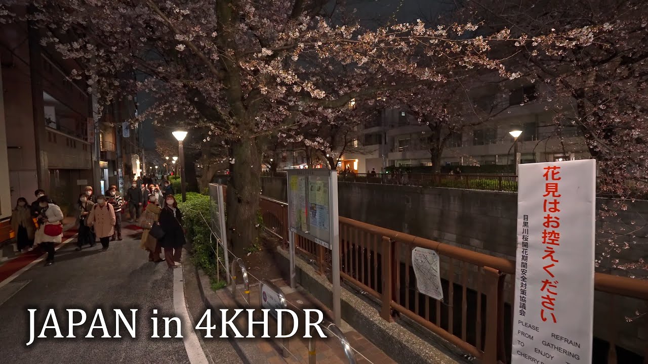 Сакура цветущая в ночи в Токио Мэгуро・4K HDR