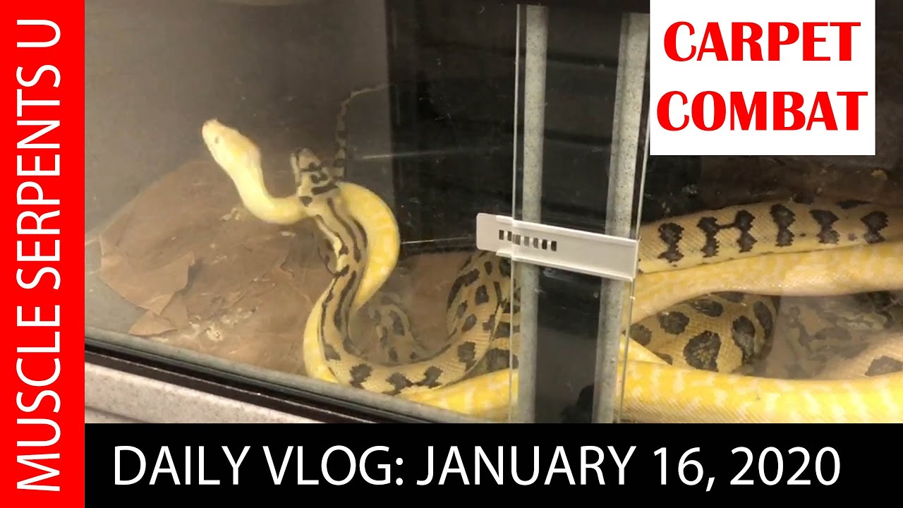 CARPET PYTHON BREEDING SECRETS! Jan 17, 2020