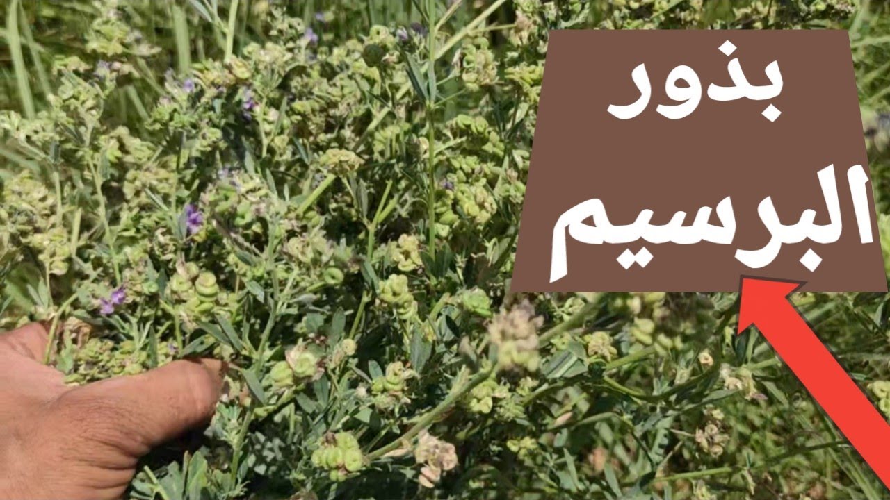 إنتاج البرسيم من البذور ثروه (البرسيم في مرحله النضج والحصاد)
