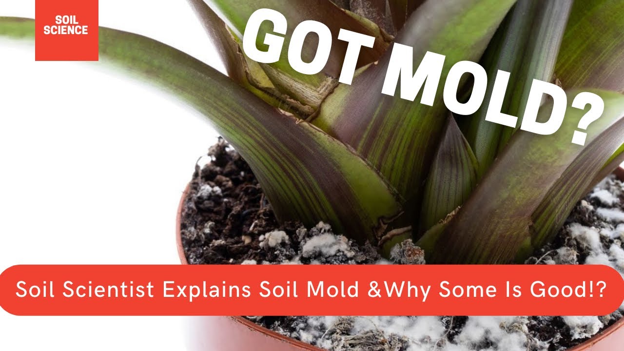 HOW TO STOP MOLDY SOIL? MOLDY SOIL ISN&rsquo;T A BAD THING. THE SCIENCE OF MOLDY SOIL, FIXES & PREVENTION