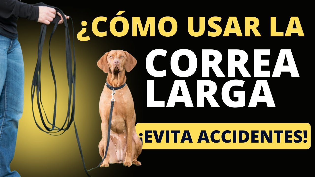 EVITA ACCIDENTES: Guía COMPLETA para el uso SEGURO de la CORREA LARGA en perros 🐶