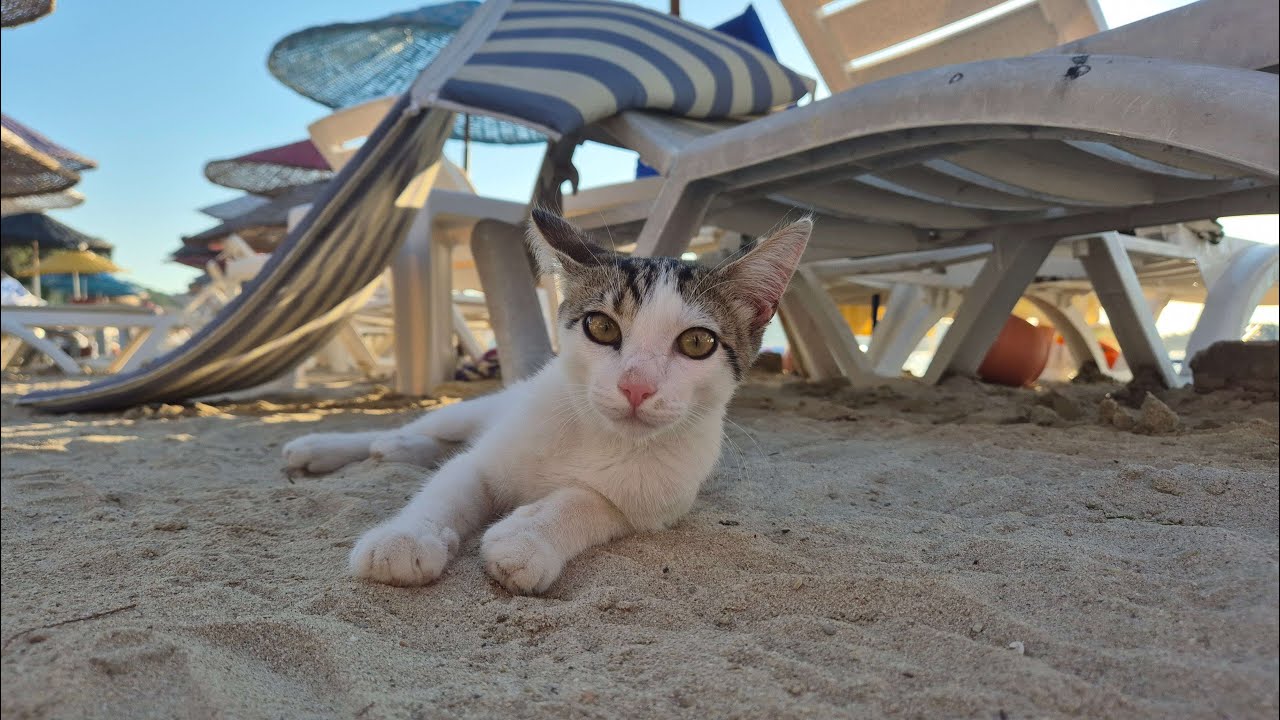 Bezpański kotek na leżaku na plaży w Stambule