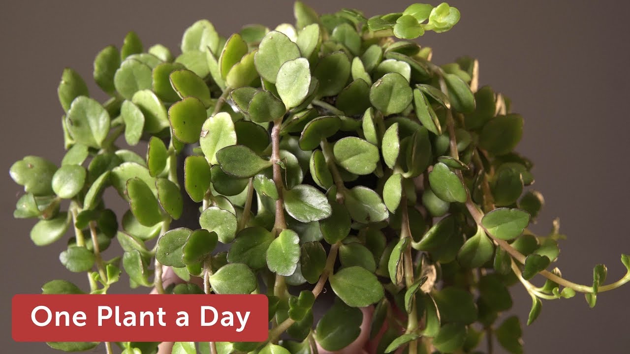 Kalanchoe uniflora Houseplant Care — 303 of 365