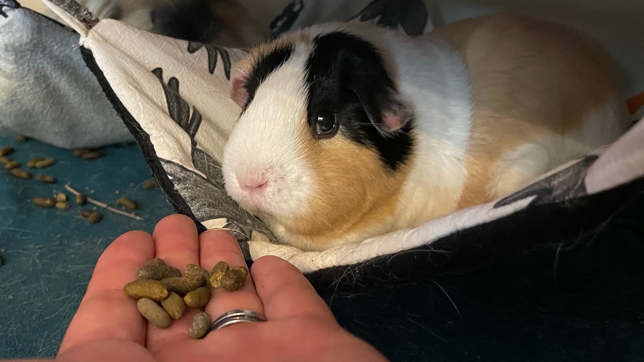 Meine PROBLEME mit der Fleece Haltung bei Meerschweinchen