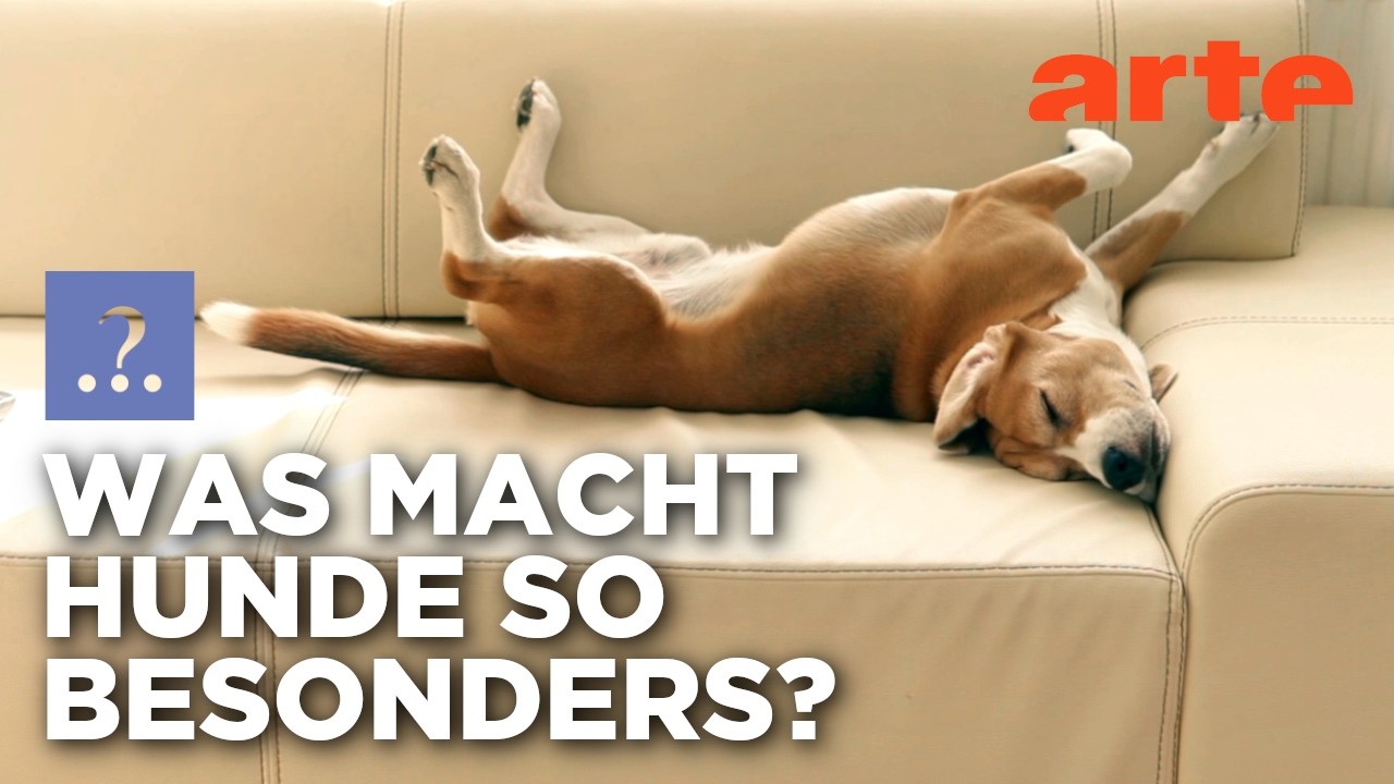 Wann wurde der Hund zum Freund? | Stimmt es, dass ...? | ARTE