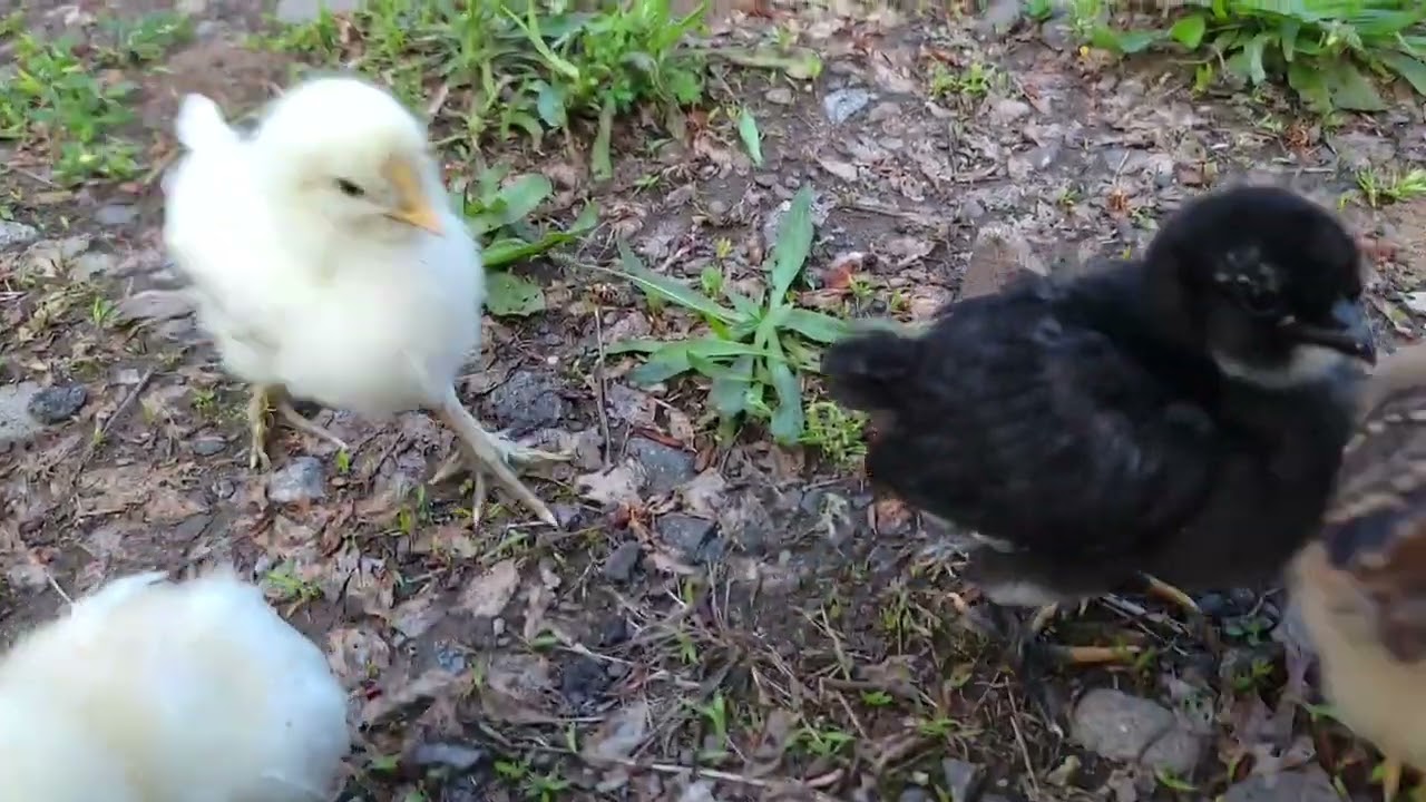 Mis Pollitos en su Primer Dia de Libertad