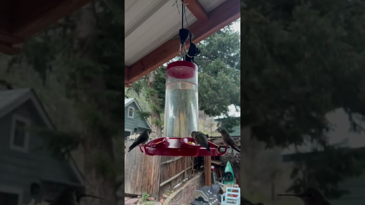 Hummingbird chatter bird calls