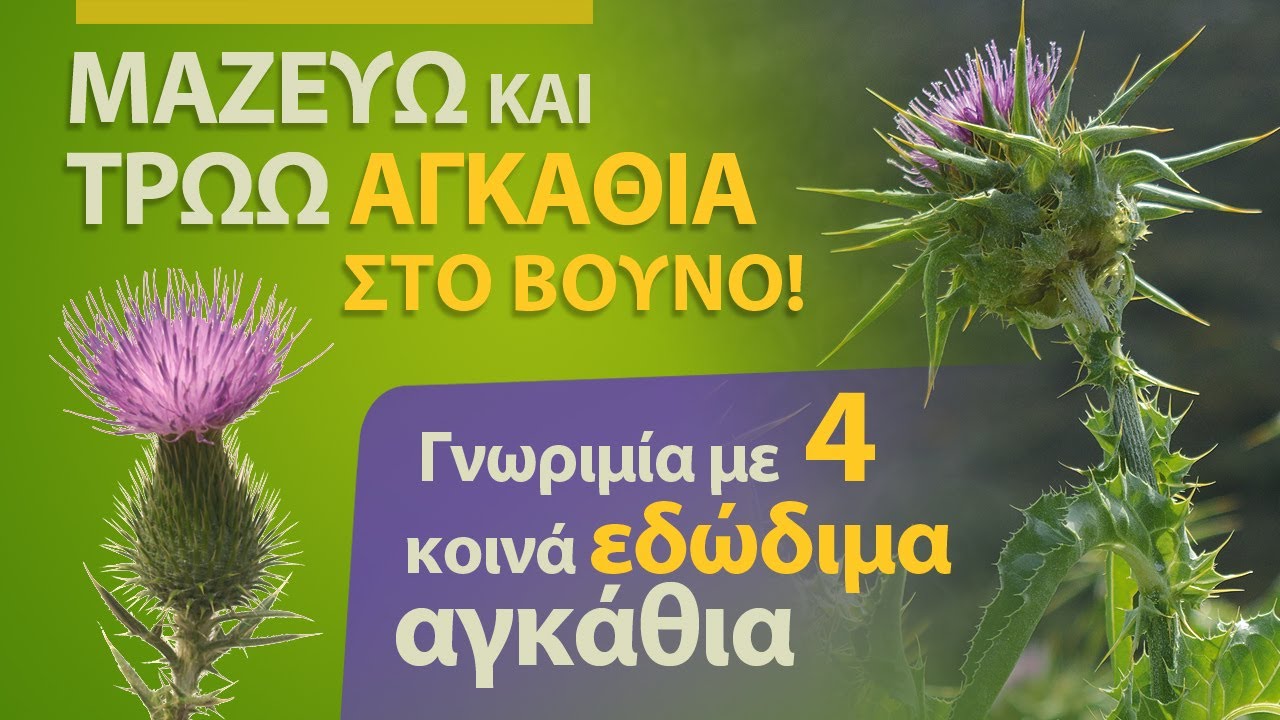 ΤΡΩΩ ΑΓΚΑΘΙΑ ΣΤΟ ΒΟΥΝΟ