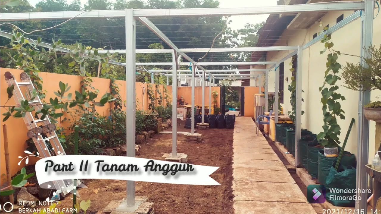 Rootstock Kober untuk Anggur Import, Vigorr!!!
